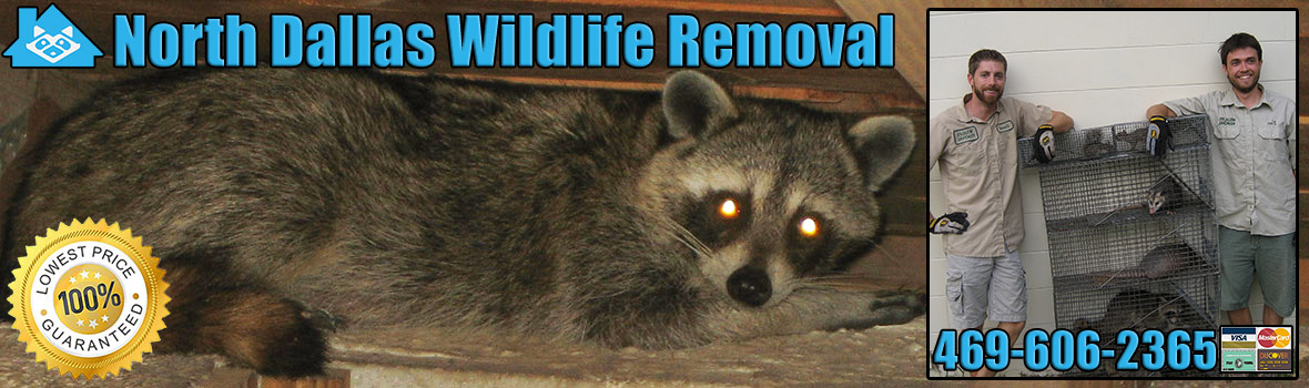 North Dallas Wildlife and Animal Removal